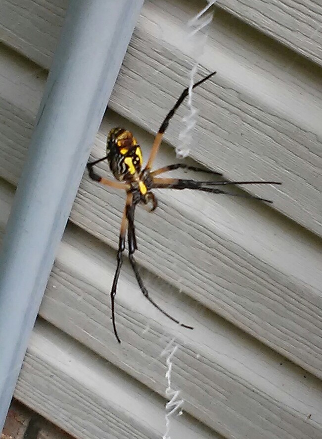Let's Learn About Zipper Spiders – Detective Gluck