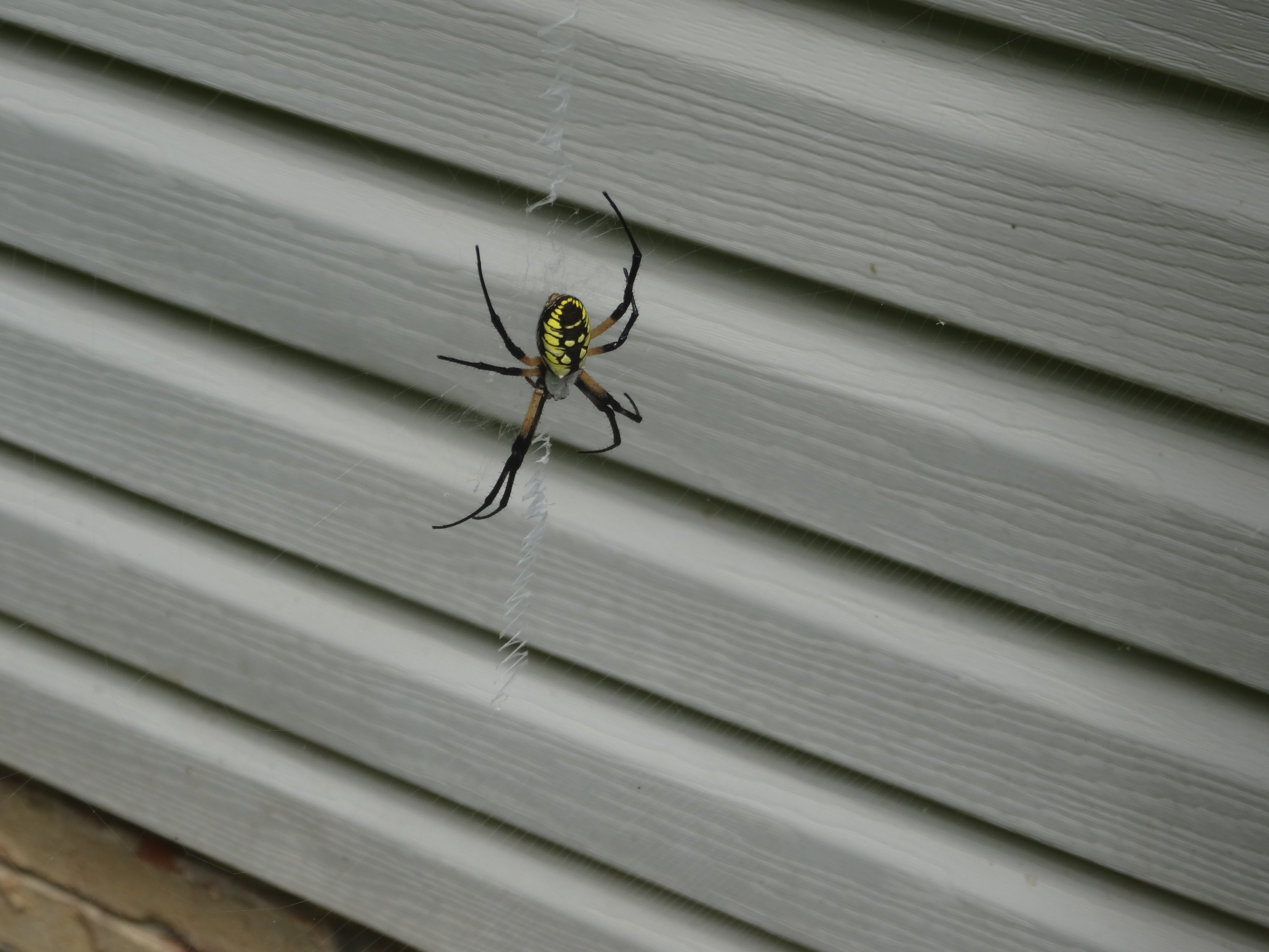 Let's Learn About Zipper Spiders – Detective Gluck