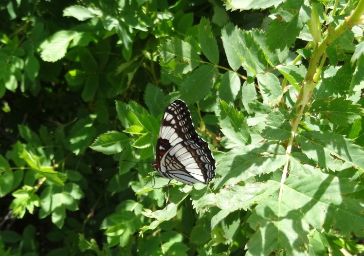 black and white butterfly