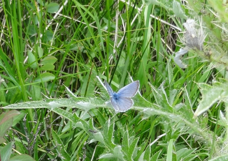 blue butterfly
