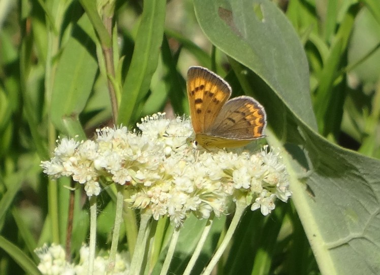 butterfly on milkweed 2