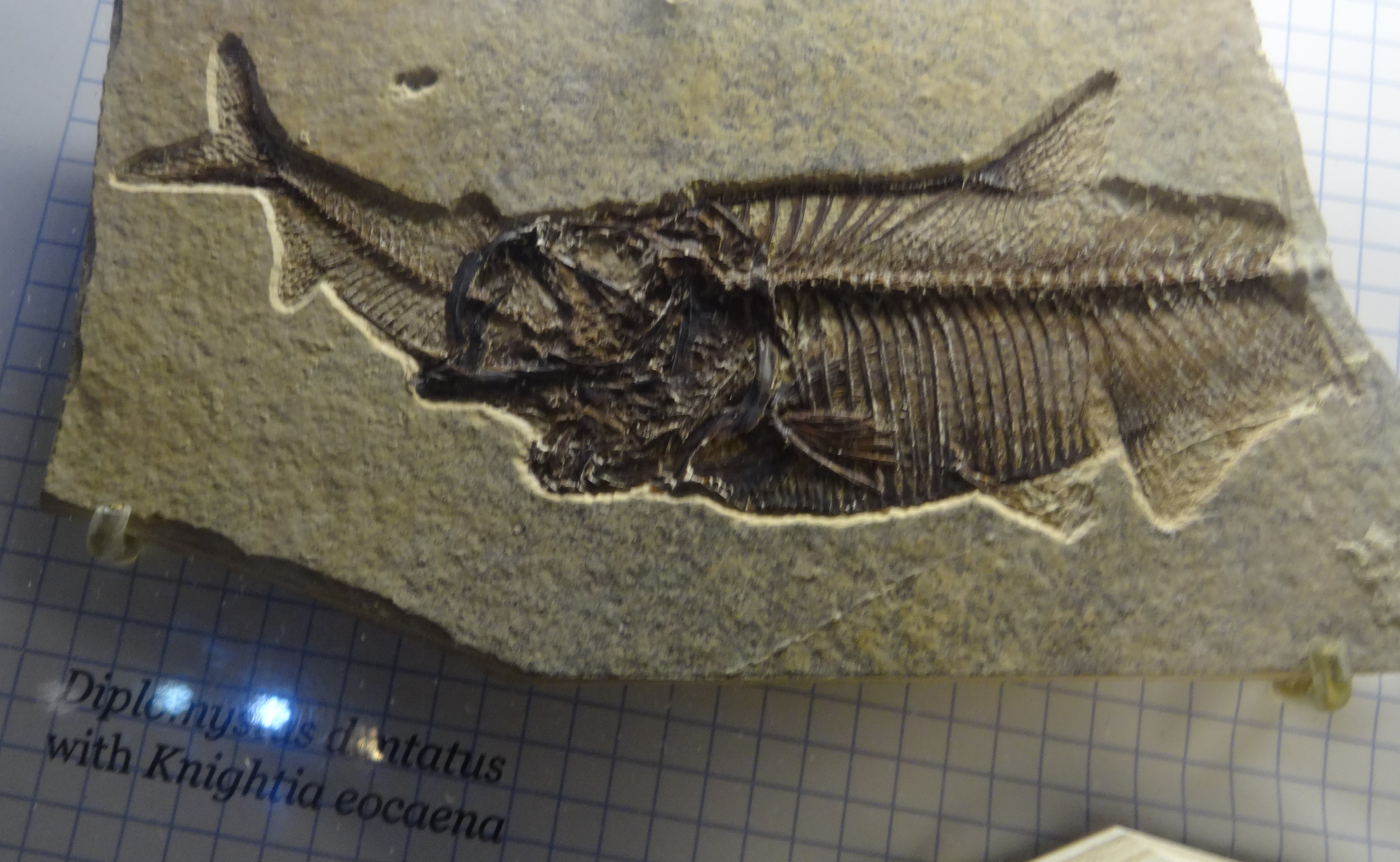 Diplomysias dontatus fish fossil
