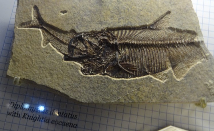 Diplomysias dontatus fish fossil