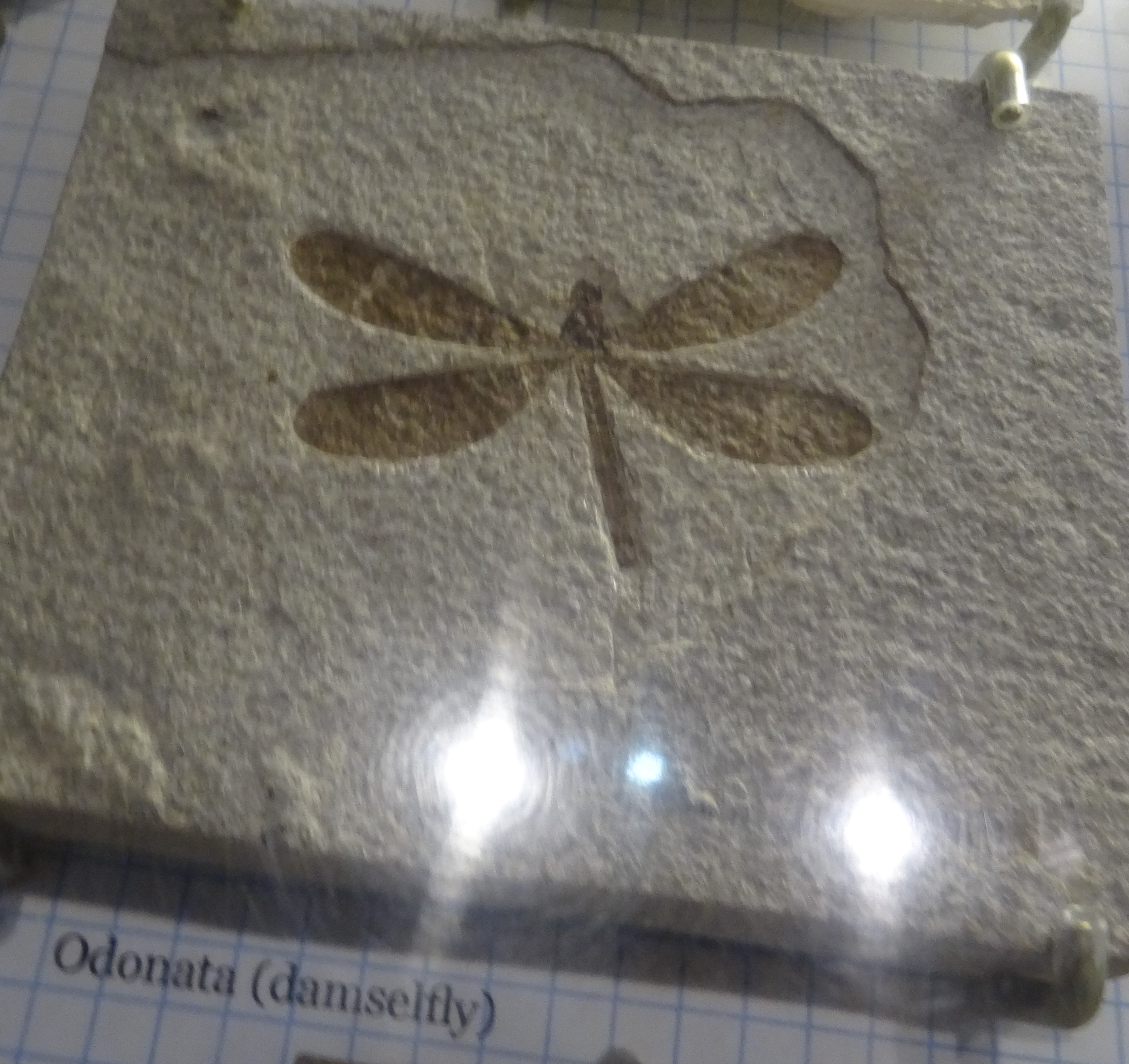 dragonfly fossil