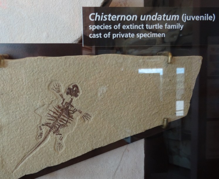 extinct turtle fossil