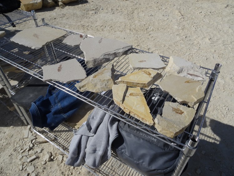 fossils before cutting