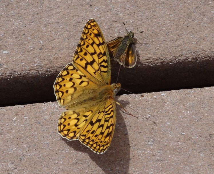 gold butterfly and moth