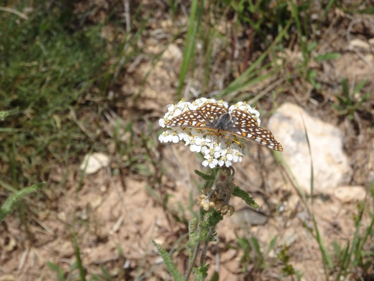 gold white brown butterfly
