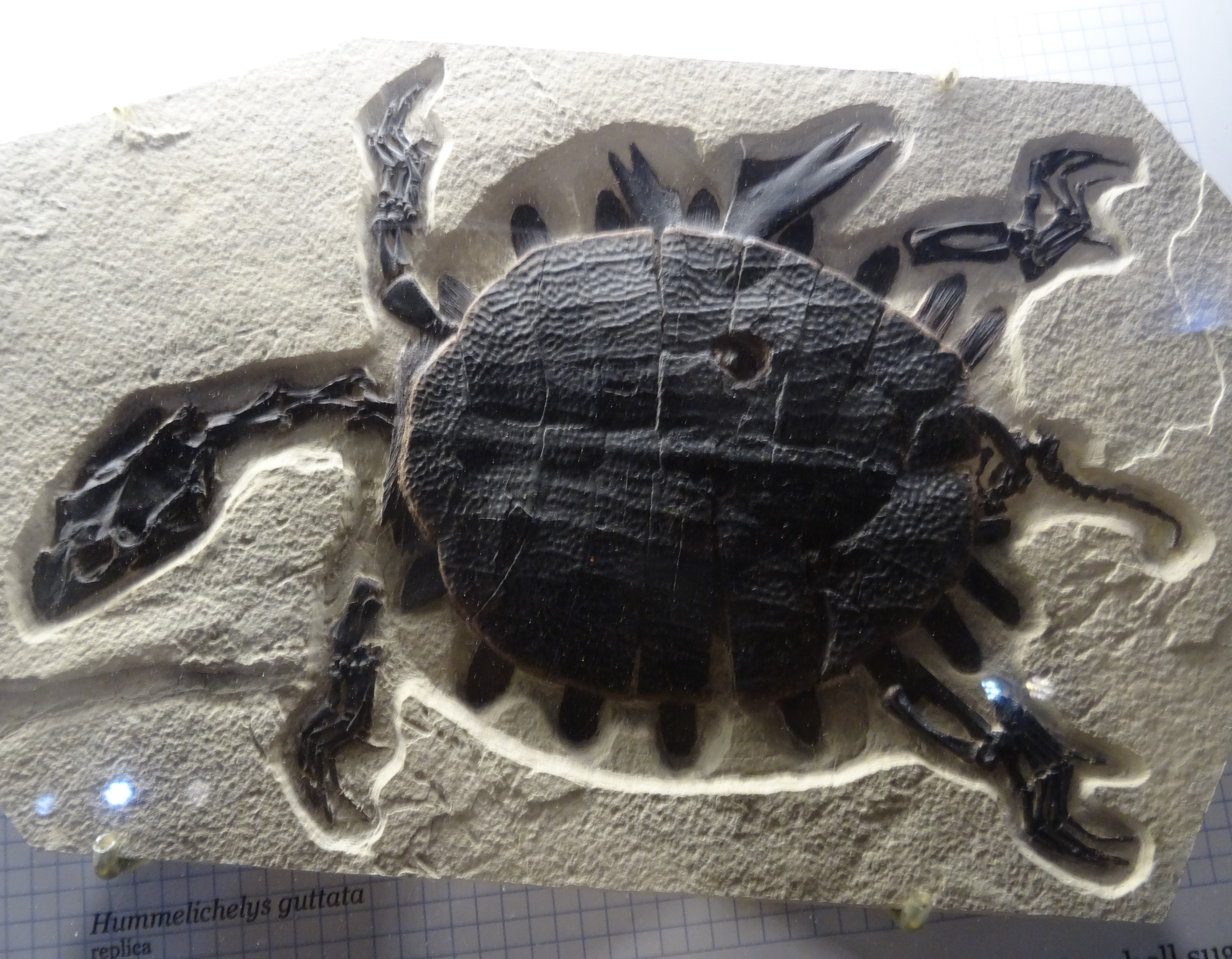 Hummelichelys guttata turtle fossil