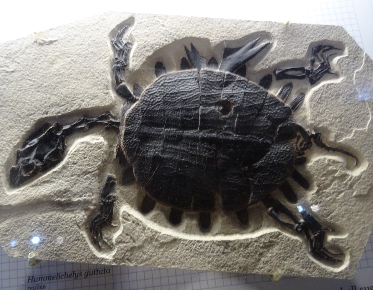 Hummelichelys guttata turtle fossil