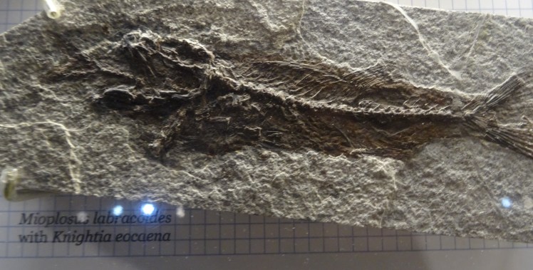 Mioplosus labracoides fish fossil