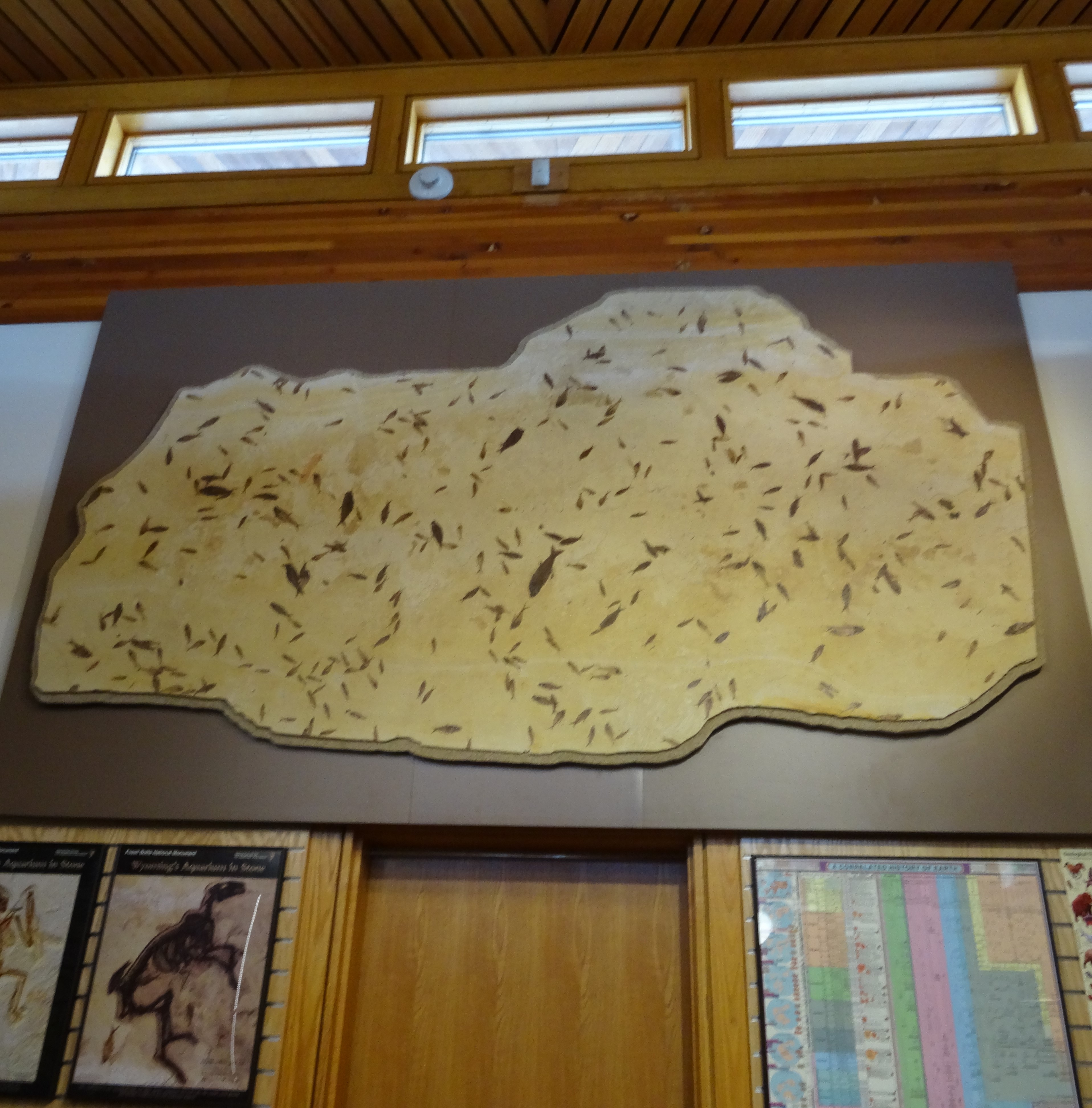 multi fish fossil display