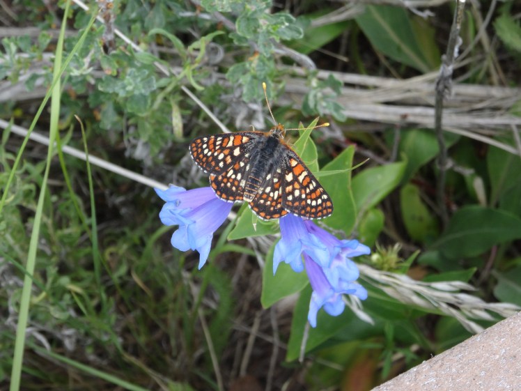 orange butterfly cropped