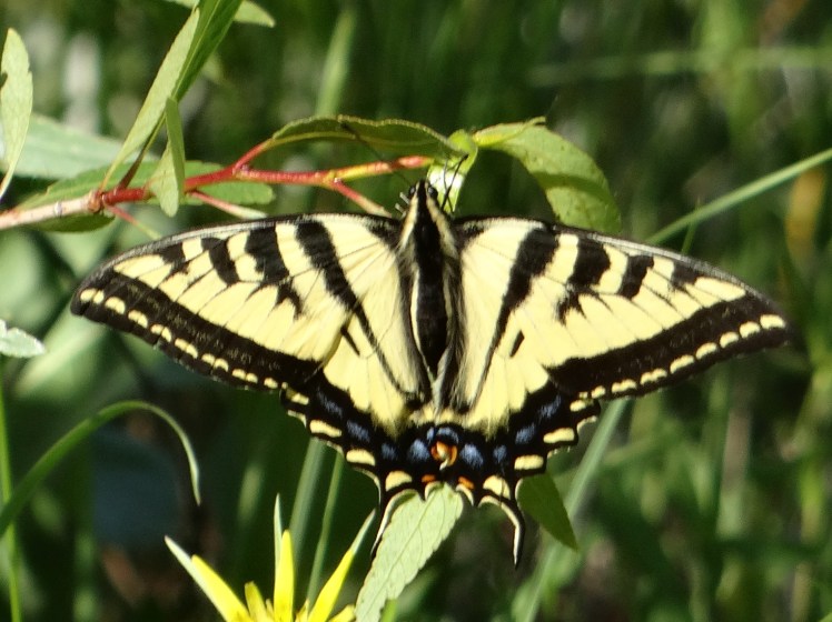swallowtail closeup