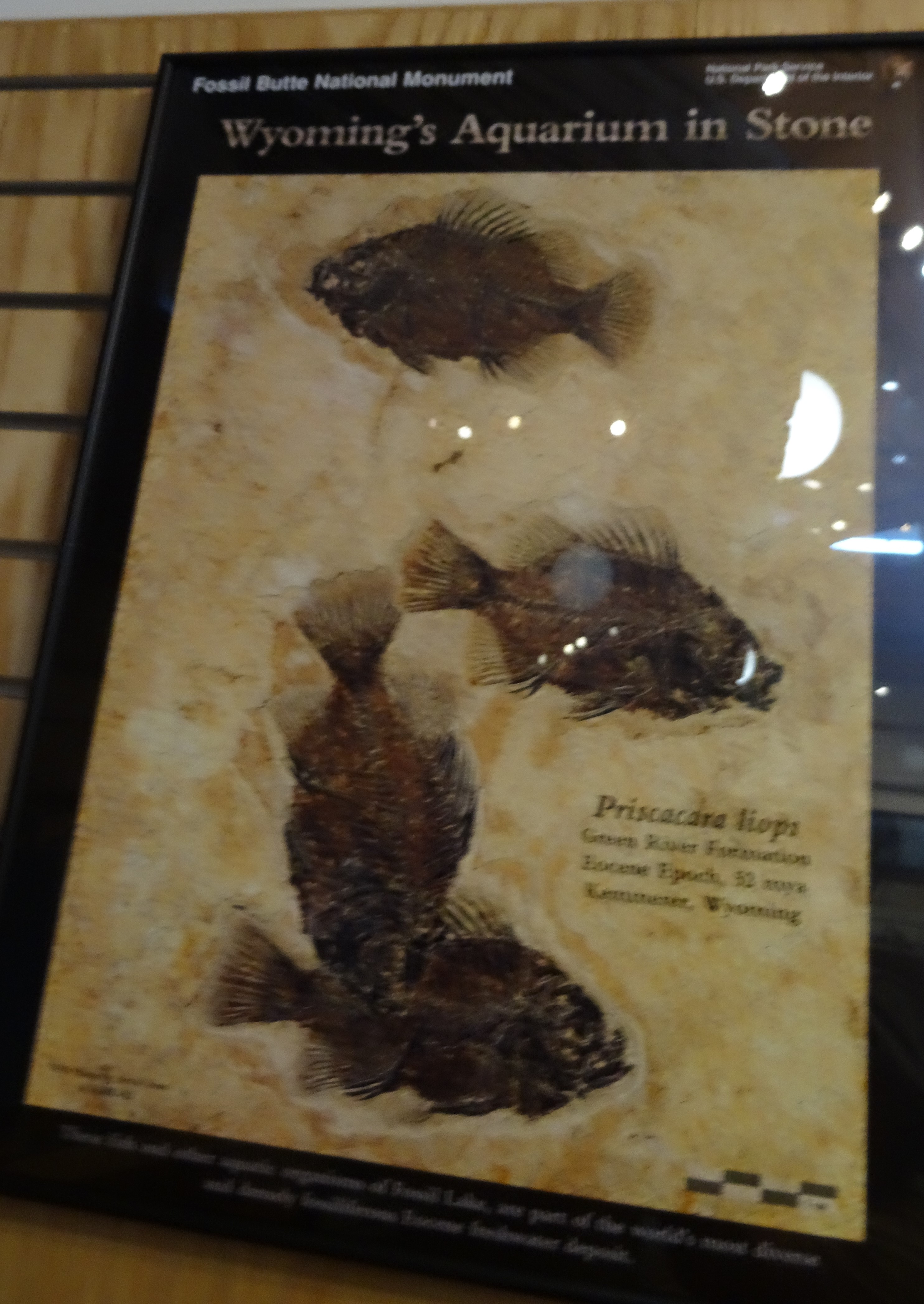 wyoming aquarium in stone