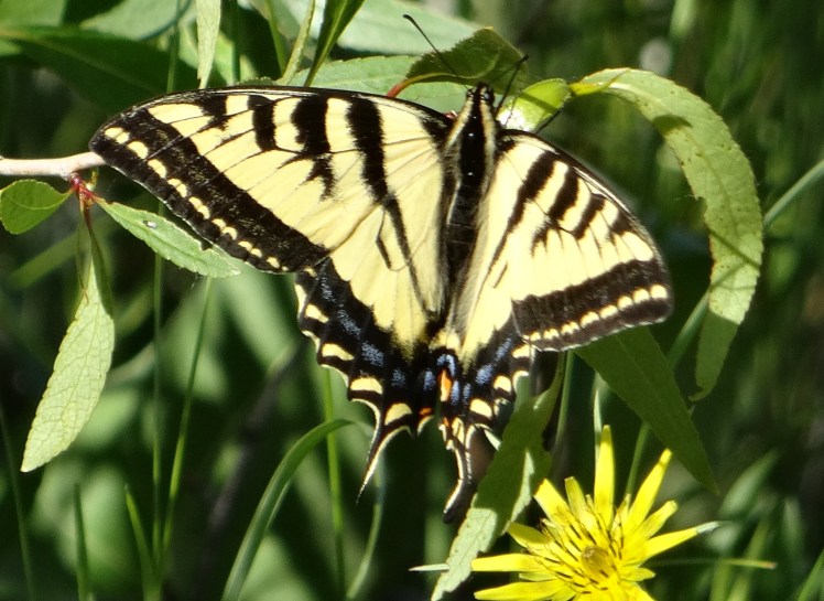 yellow swallowtail